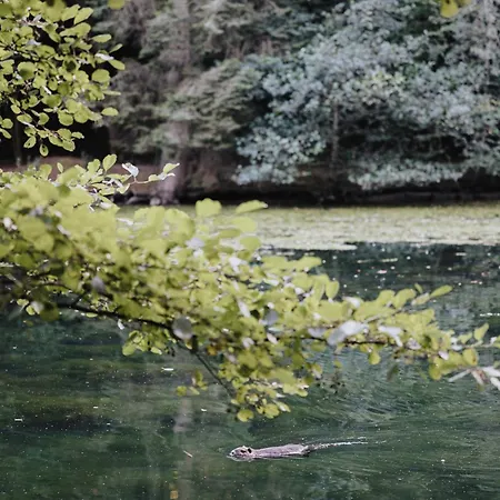 Am Annaweiher * Hinterweidenthal